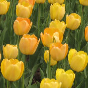 Tulip  Darwin hybrid 'Golden Apeldoorn'